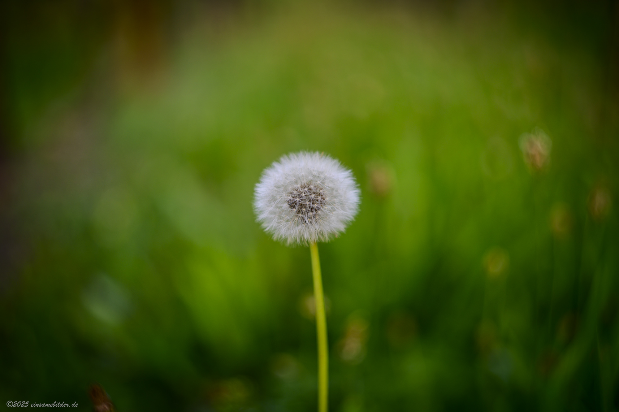 The Helios 44M-4 58mm f/2